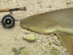 Requin capturé aux Seychelles Canne Thomas & Thomas Solar 9p soie 12 Moulinet Abel Super 12W 