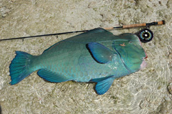 Poisson Perroquet capturé aux Seychelles  Canne Thomas & Thomas Horizon II 9p soie 12  Moulinet Abel Super 12W 