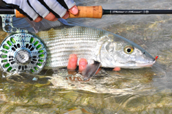 Bonefish capturé à Cuba Canne Thomas & Thomas 9p soie 8 Moulinet Abel super 7/8N - couleur Bonefish II