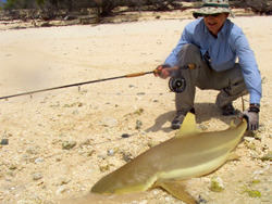 Requin capturé aux Seychelles Canne Thomas & Thomas Solar 9p soie 12 Moulinet Abel Super 12W