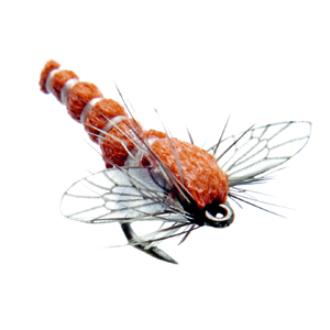 Mouche J:son chironome adulte - 129 - 7 mm h24 - Red