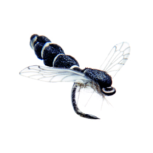 Mouche J:son chironome adulte - 130 - 7 mm h24 - Black