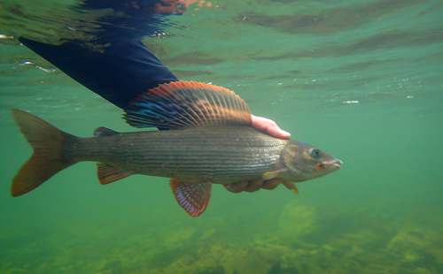 canne MOUCHE EPICURE SYMBIOSE LMG LE MOULIN DE GEMAGES